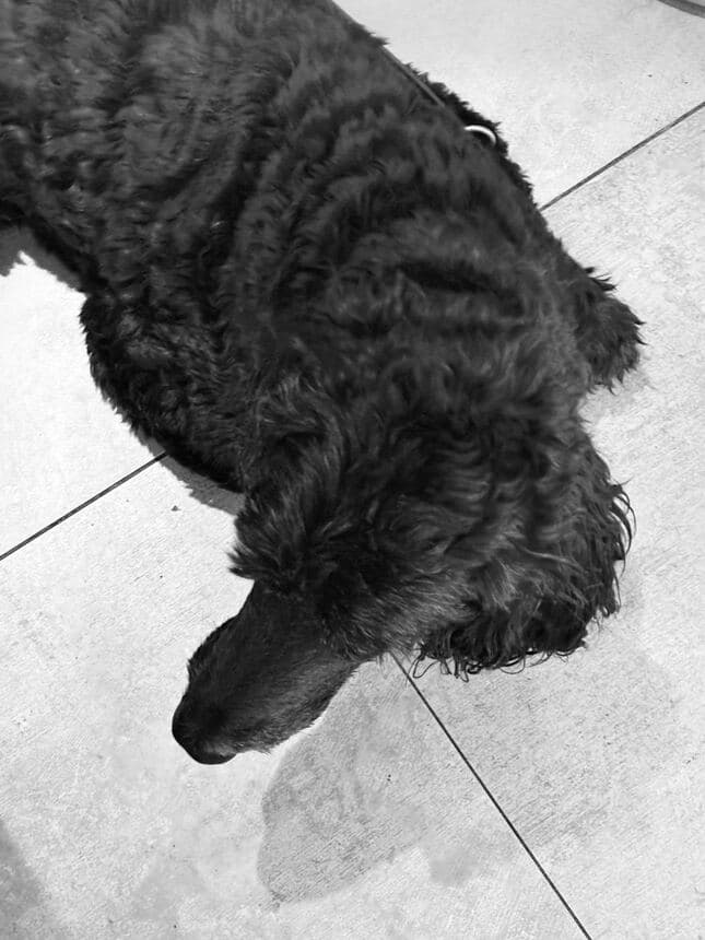 Black curly-coated dog lying on a pale tiled floor, photographed from above in black and white