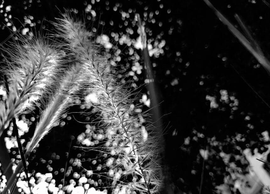 Backlit grass seedheads glowing against a dark background with circular bokeh, black and white