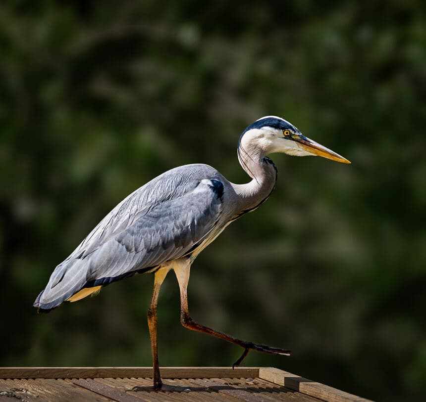 Grey heron mid-step on a wooden rail against a dark green blurred background