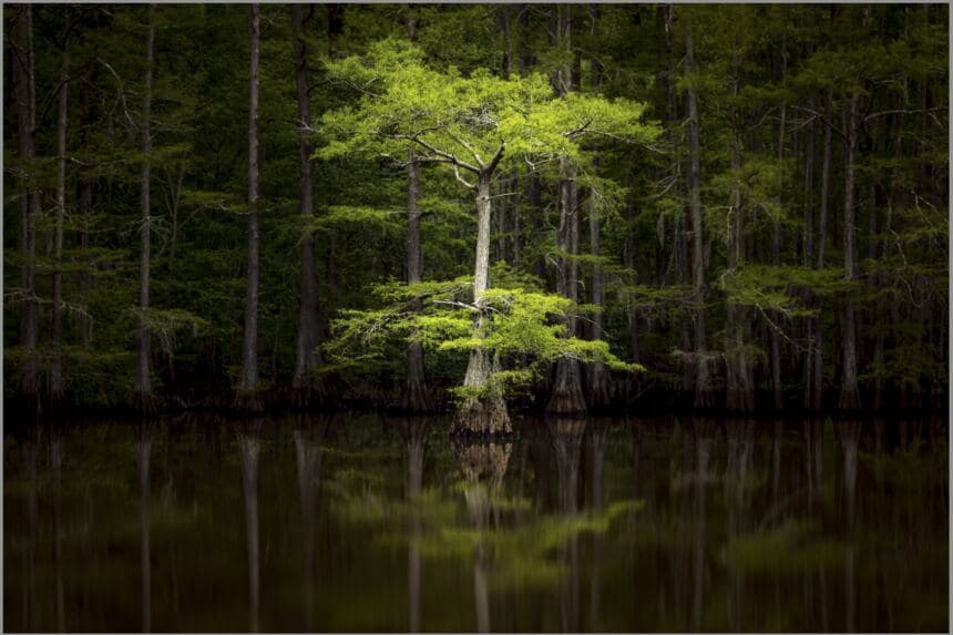 A single sunlit cypress tree in a dark swamp, mirrored in still water